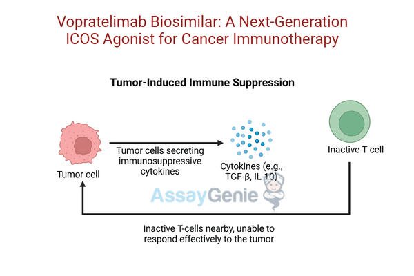 Vopratelimab: Unlocking the Potential of ICOS in Cancer Research