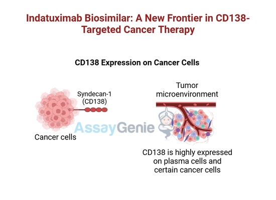 Indatuximab: Advancing CD138-Targeted Therapy in Cancer Research