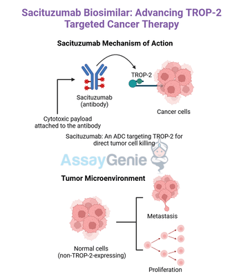 Sacituzumab: Exploring its Role in Cancer Research and the Rise of Biosimilars