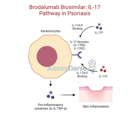 Brodalumab: A Breakthrough in IL-17 Receptor Blockade for Psoriasis and Beyond