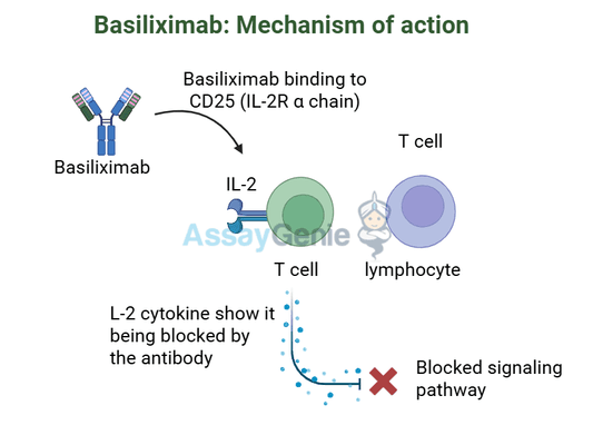 Basiliximab: Mechanism, Clinical Applications, and Research Advancements