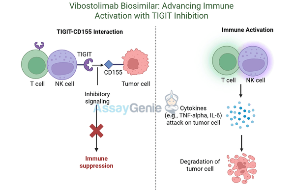 Vibostolimab: Mechanism, Clinical Applications, and Research Potential in Oncology