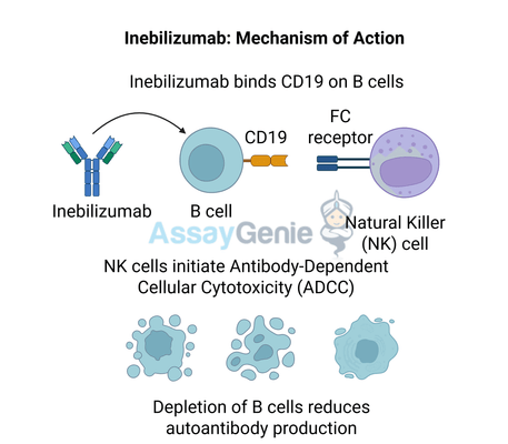 Inebilizumab: Advancing Research and Clinical Applications