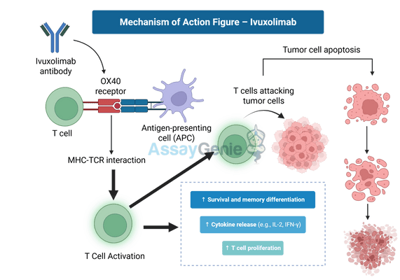 Ivuxolimab: Redefining Cancer Immunotherapy and Research