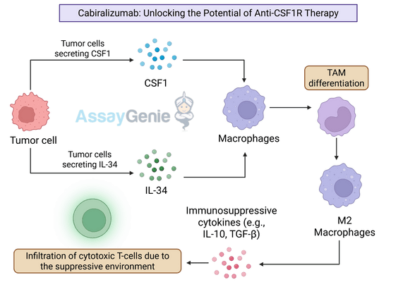 Cabiralizumab: Unlocking the Potential of Anti-CSF1R Therapy