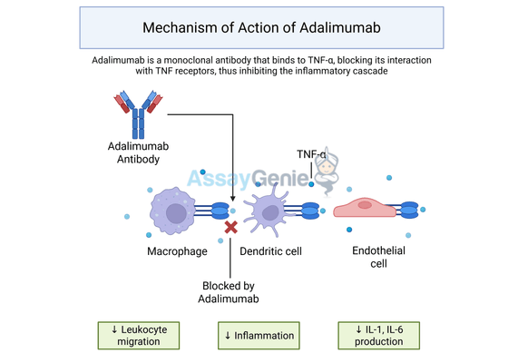 Adalimumab: Mechanism, Clinical Applications, and the Role of Biosimilars
