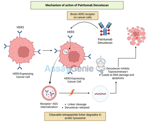Patritumab Deruxtecan: Mechanism, Clinical Applications, and Biosimilar Advances