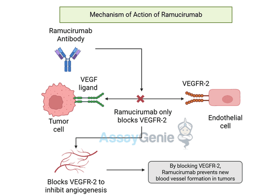 Ramucirumab: Mechanism, Clinical Applications, and Biosimilars in Cancer Research