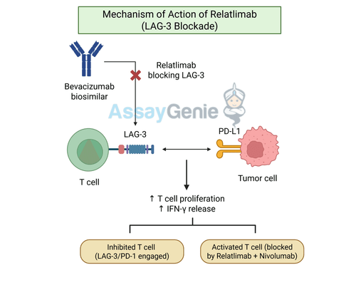 Relatlimab: Unlocking the Potential of LAG-3 Inhibition in Cancer Research