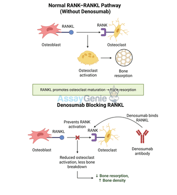 Denosumab: A Comprehensive Overview of Mechanism, Applications, and Research Advances