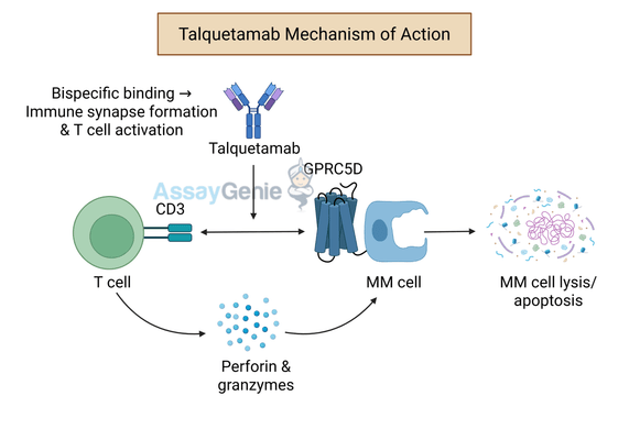 Talquetamab: Exploring its Role in Cancer Therapy and Ongoing Research