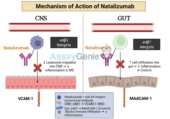 Natalizumab: Mechanism, Applications, and Emerging Research in Multiple Sclerosis and Crohn's Disease