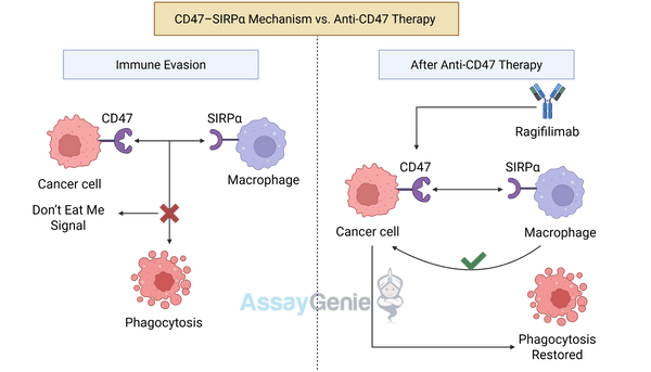 Unlocking the Potential of Anti-CD47 in Cancer Immunotherapy