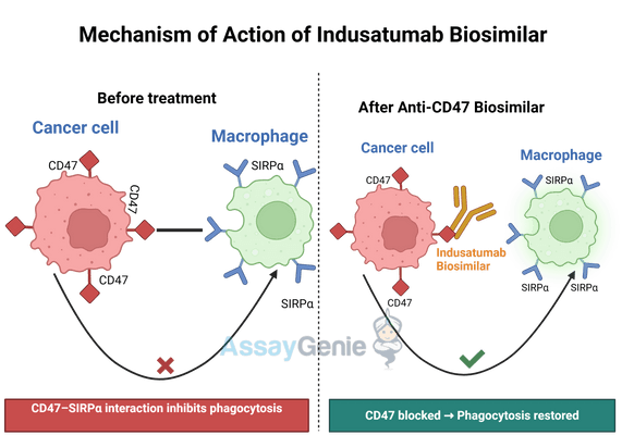 Indusatumab: Advancing Anti-CD47 Cancer Research with Biosimilar Innovations