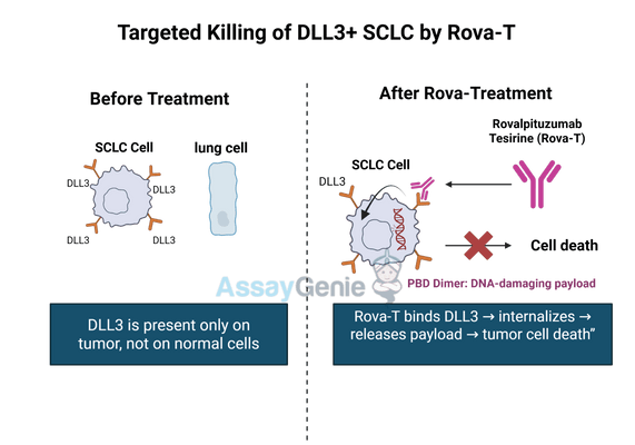 Rovalpituzumab Tesirine: Advancing Small Cell Lung Cancer Research