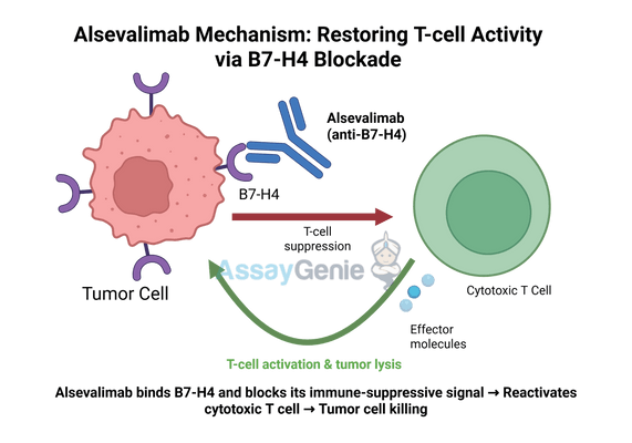 Alsevalimab: Targeting CD47 for Cancer Research and Treatment