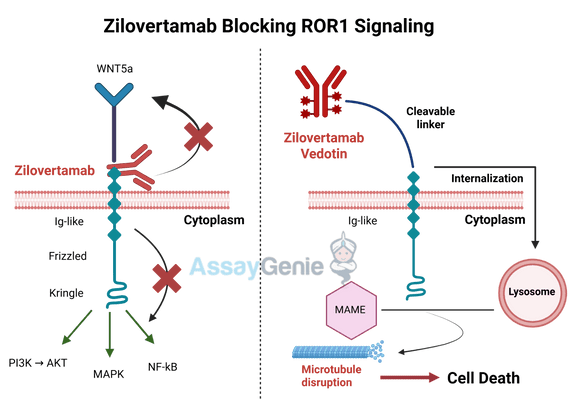 Zilovertamab: Unlocking the Potential of ROR1-Targeted Therapy