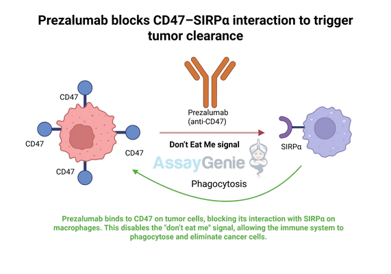 Unveiling Prezalumab: Targeting the Role of Anti-CD47 in Cancer Immunotherapy