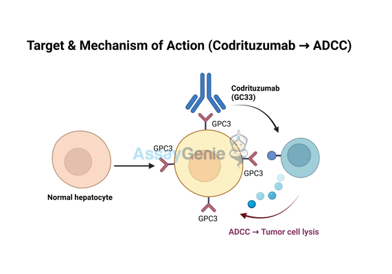 Codrituzumab: Unveiling Its Role in Cancer Research and Treatment