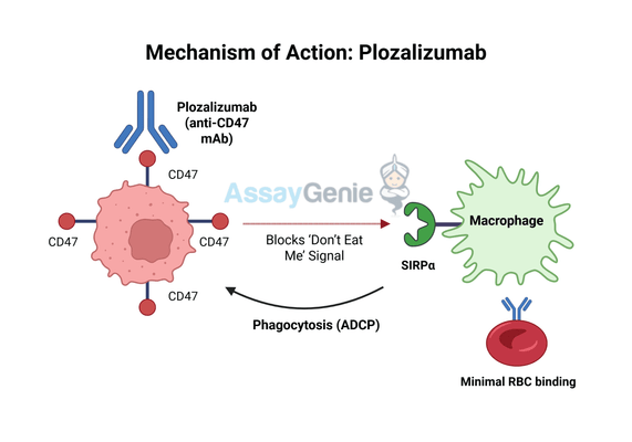 Plozalizumab: Unveiling the Role of Anti-CD47 in Cancer Research