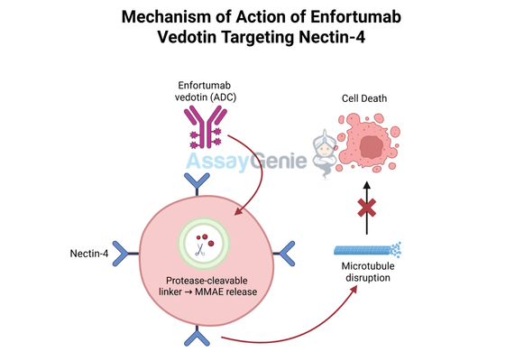 Enfortumab Vedotin: Unveiling Its Role in Cancer Treatment and the Rise of Biosimilars