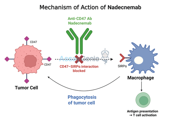 Nadecnemab: Advancing Cancer Research Through Anti-CD47 Targeting