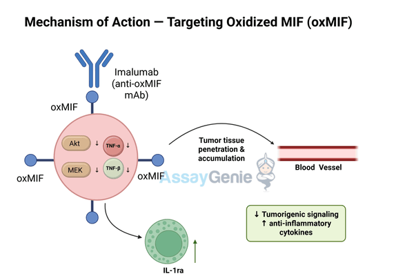 Imalumab: Unveiling Its Mechanism, Clinical Potential, and Biosimilar Advancements