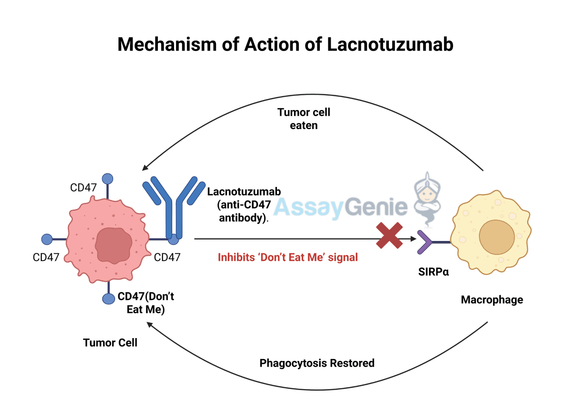 Lacnotuzumab: Unveiling the Role of Anti-CD47 in Cancer Research