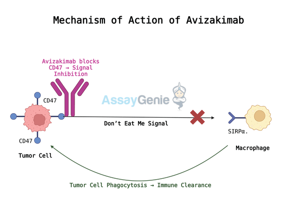 Avizakimab: Unveiling the Role of Anti-CD47 in Cancer Research