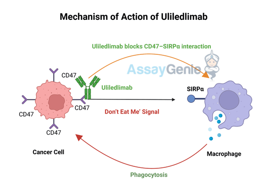 Uliledlimab: Unveiling the Role of Anti-CD47 in Cancer Research