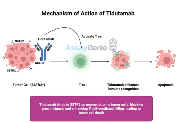 Tidutamab: Unlocking the Potential of SSTR2-Targeting in Oncology Research