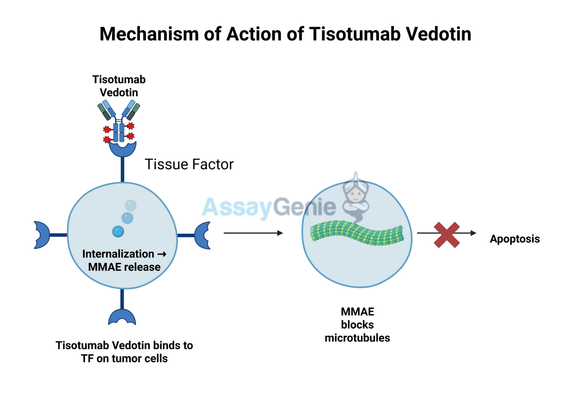 Tisotumab Vedotin: A Breakthrough in Targeted Cancer Therapy