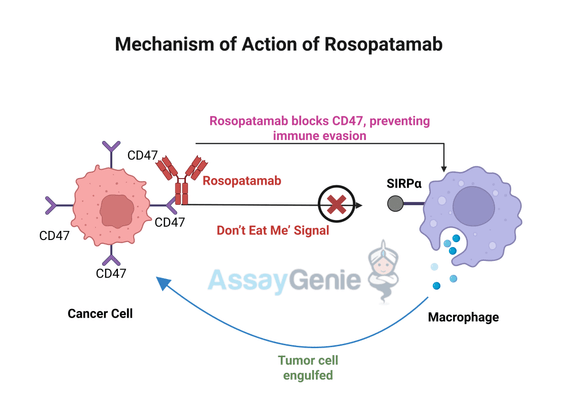 Rosopatamab: Unveiling the Potential of Anti-CD47 Therapy in Cancer Research