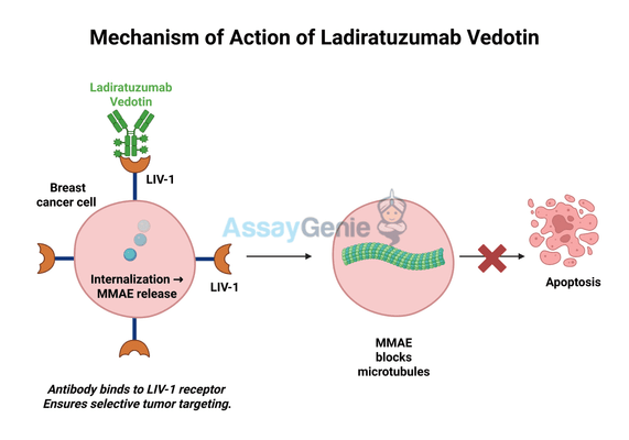 Ladiratuzumab Vedotin: Targeting TNBC with Next-Gen ADC Therapy