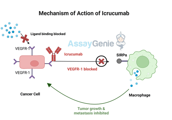 Icrucumab: Exploring the Role of Anti-Angiogenic Therapy in Cancer Research
