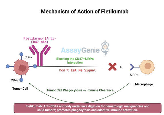 Fletikumab: Unlocking the Potential of Anti-CD47 Therapy in Cancer Research