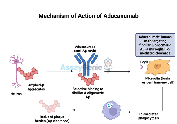 Aducanumab: Mechanism, Clinical Applications, and the Role of Biosimilars in Research