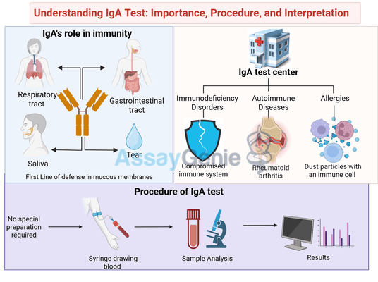 IgA Testing: Complete Diagnostic Guide + Interpretation Methods | Expert Protocols