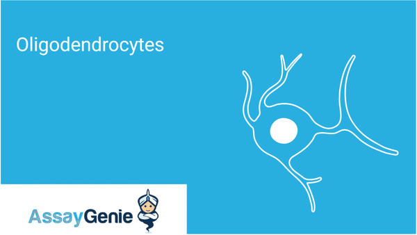 What Are Oligodendrocytes? Functions, Markers & Disease Links