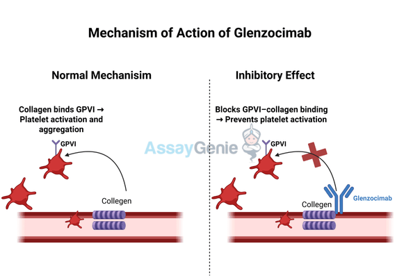 Glenzocimab: A Novel Antiplatelet Therapy for Stroke Prevention