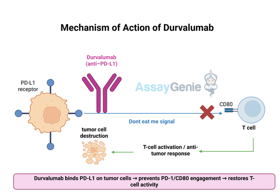 Durvalumab: Advancing Immunotherapy in Cancer Treatment
