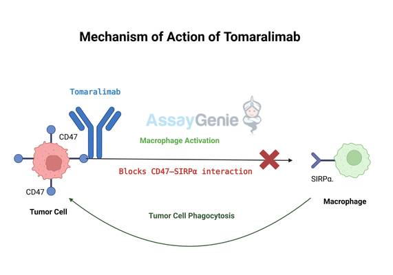 Tomaralimab: Unveiling the Role of Anti-CD47 in Cancer Research