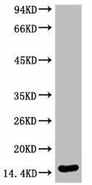 Anti-Di-methyl-Histone H3K79 Antibody MACO0061