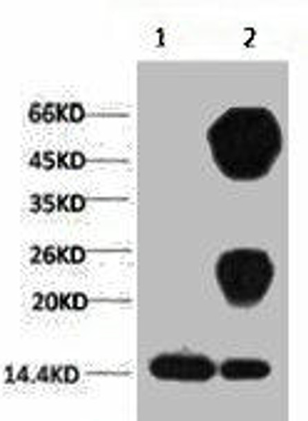 Anti-Di-methyl-Histone H3K27 Antibody MACO0072