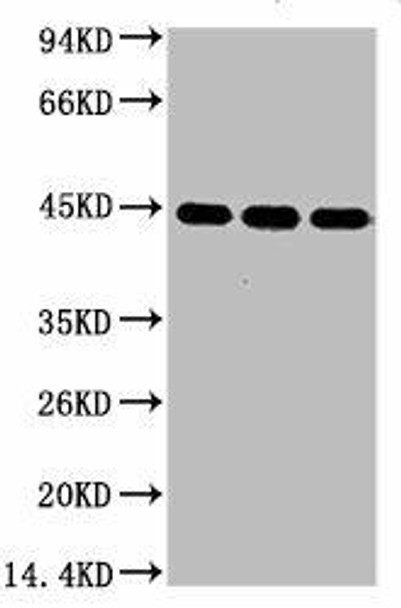 Anti-ACTB Antibody MACO0098