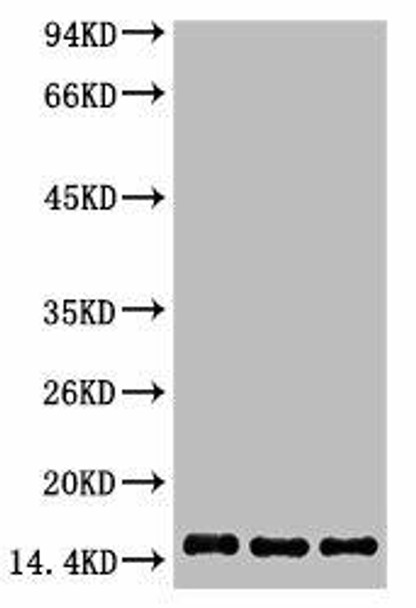 Anti-Histone H3 Antibody MACO0108