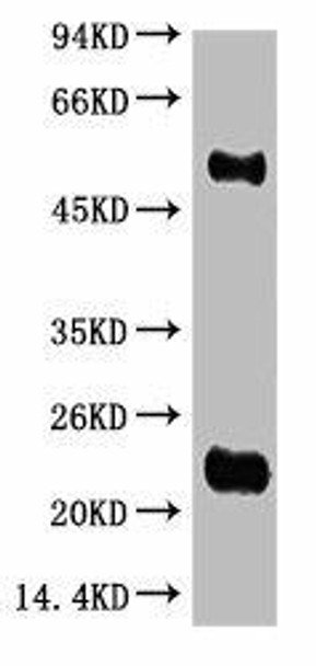 Anti-IgG HL Antibody MACO0123