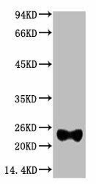 Anti-IgG Light Chain Specific Antibody MACO0156