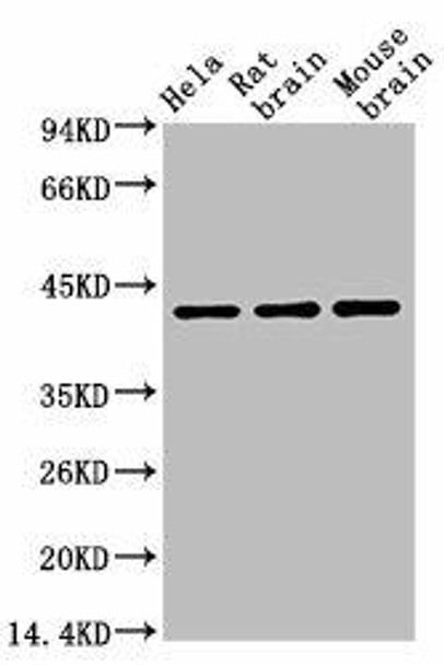 Anti-ACTB Antibody MACO0006