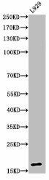 Acetyl-Histone H3 K23 Antibody PACO06048